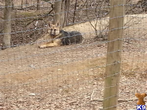 German Shepherd dog